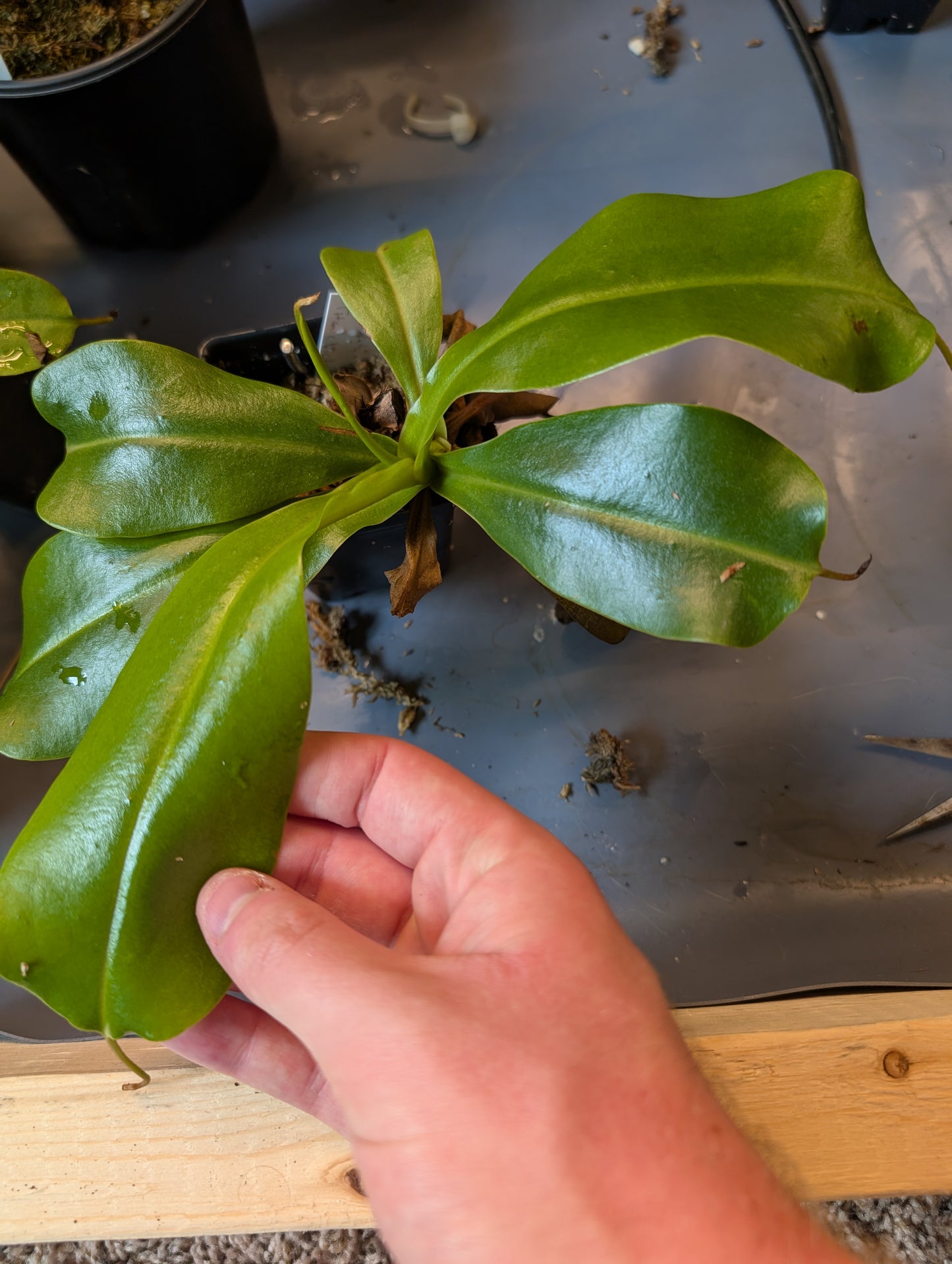 N. truncata x ventricosa