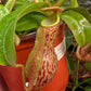 N. boschiana x [boschiana x (truncata x veitchii)]