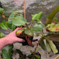 N. nebularum EP