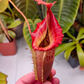 N. veitchii x maxima