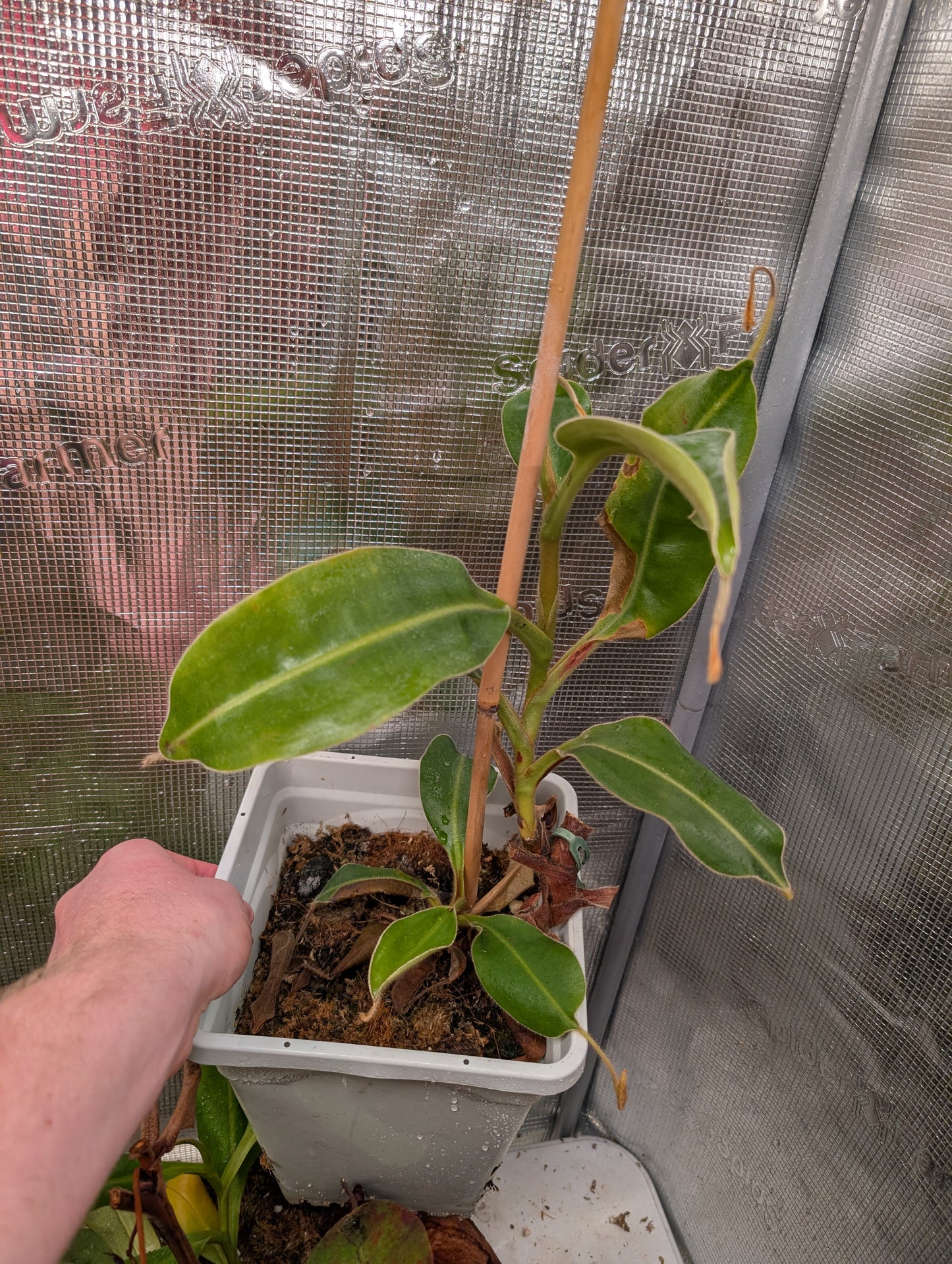 Lvbvmv x stenophylla