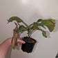 N. Truncata x edwardsiana XL