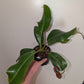 N. Truncata x edwardsiana XL