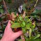N. boschiana SG