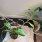 N. lvbvmv x platychila
