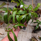 N. tentaculata x Jacquelineae  EP