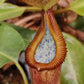 N. Truncata x edwardsiana XL
