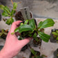 N. (spathulata x spectabilis) X [boschiana x (truncata x clipeata)]