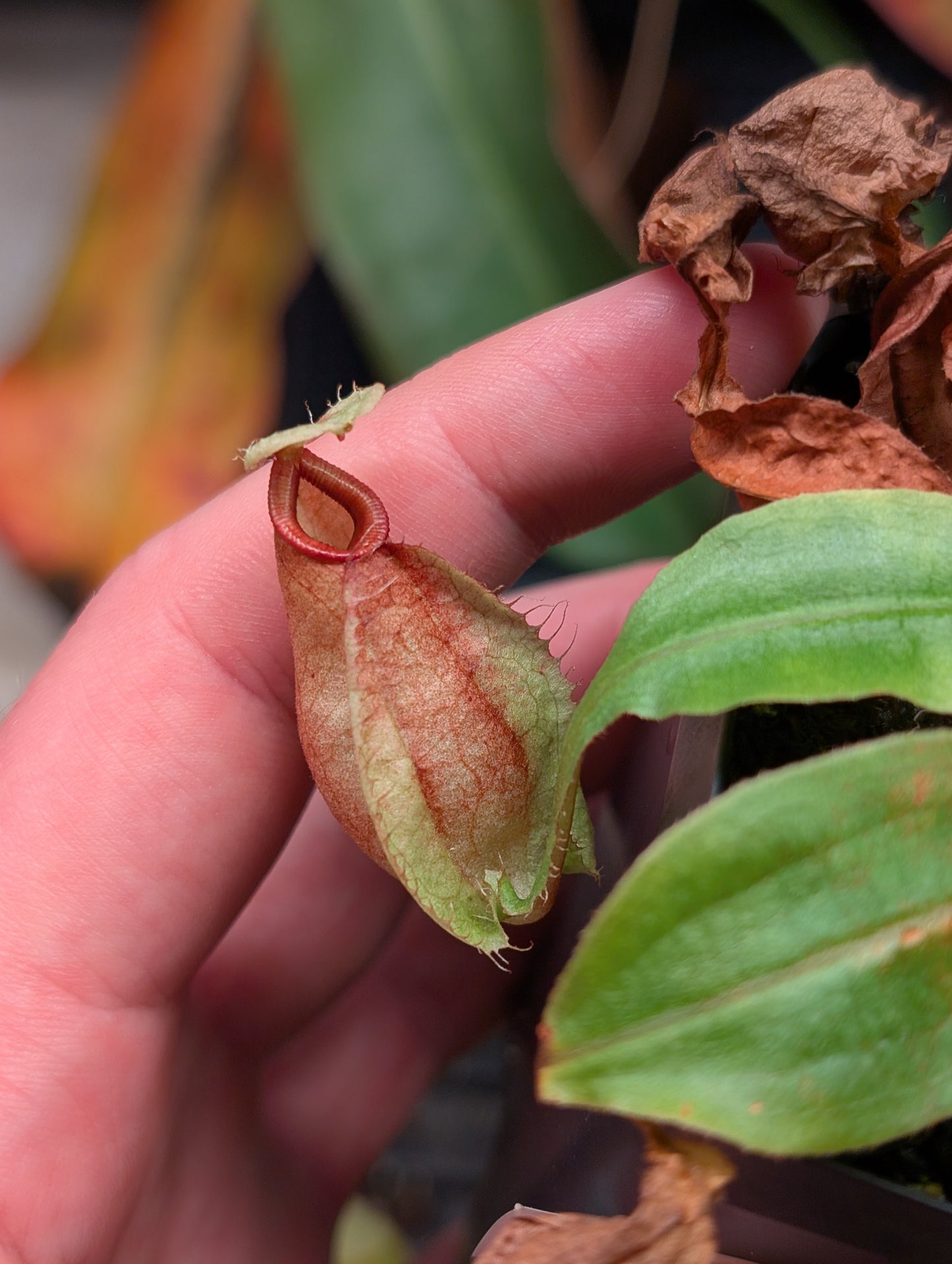 N. (mirabilis winged x hookeriana) x truncata highland red