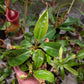 N. boschiana x [boschiana x (truncata x veitchii)]