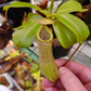 N. truncata x ventricosa
