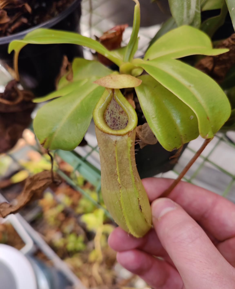 N. truncata x ventricosa