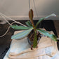 N. ventricosa (carunculata x merrilliana) EP