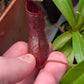 N. singalana x ventricosa JCP
