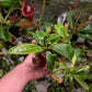 N. boschiana x [boschiana x (truncata x veitchii)]
