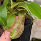 N. (spathulata x spectabilis) X [boschiana x (truncata x clipeata)]