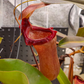 N. ventricosa (carunculata x merrilliana) EP