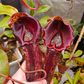 N. boschiana x Goliath cutting