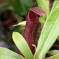 N. singalana x ventricosa JCP