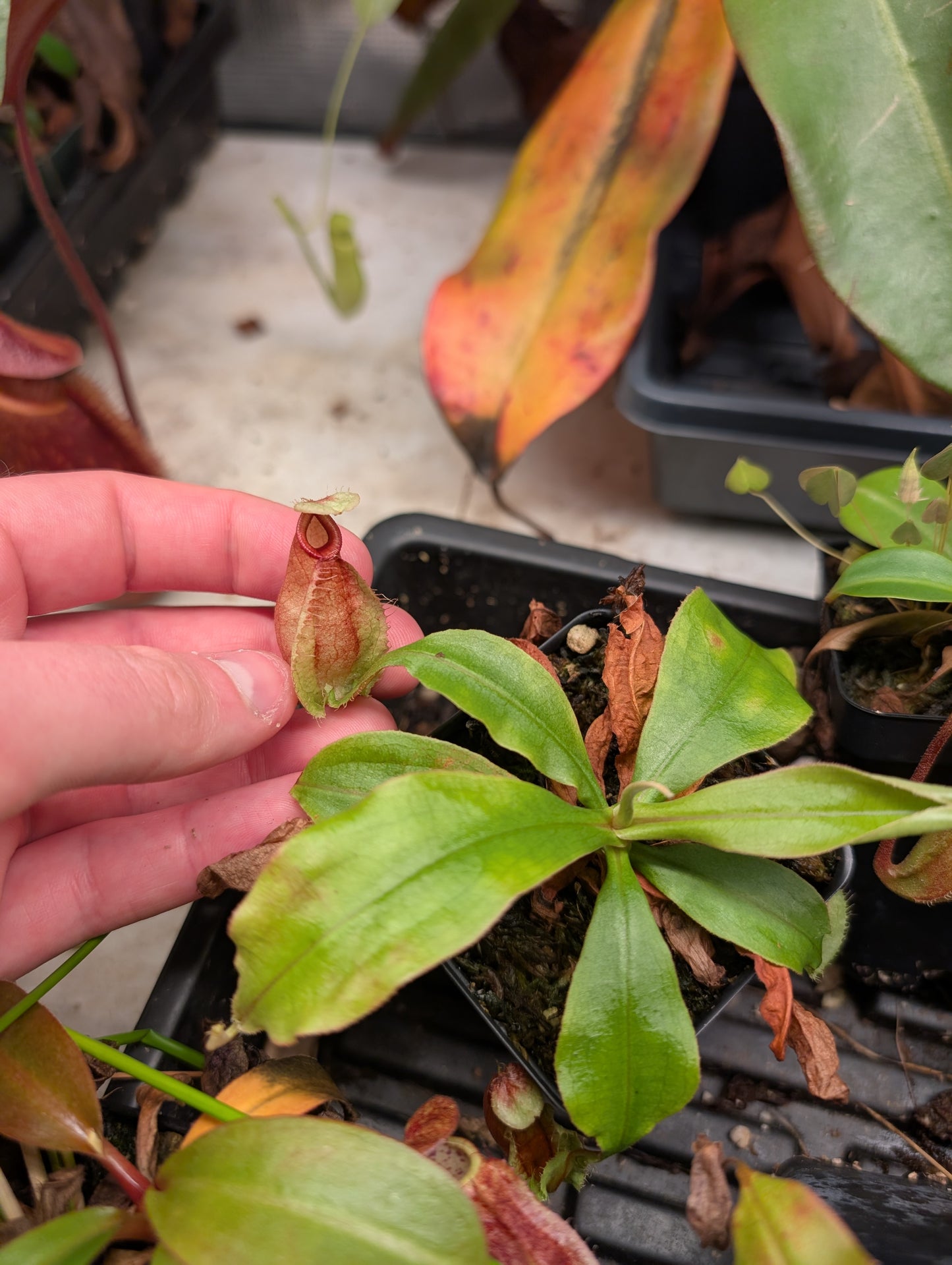 N. (mirabilis winged x hookeriana) x truncata highland red