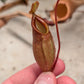 N. tentaculata x Jacquelineae  EP