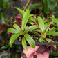 N. singalana x ventricosa JCP